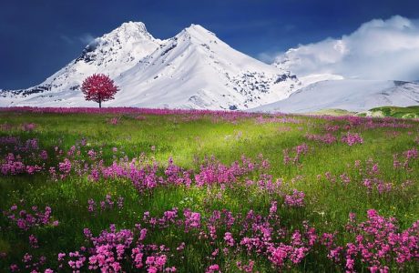 アルプス、雪山、花畑
